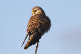 Kestrel 